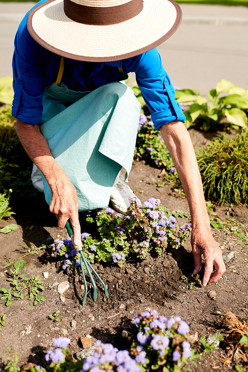 High angle portrait of unrecognizable senior woman planting flowers in garden outdoors