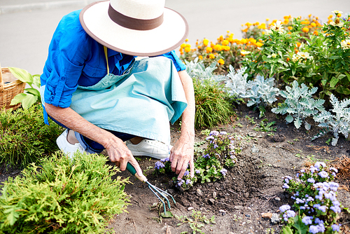 High angle portrait of unrecognizable senior woman planting flowers in garden outdoors, copy space
