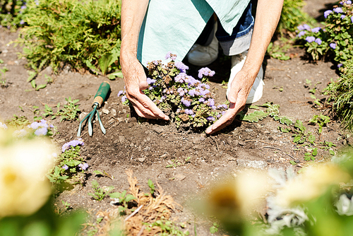 Closeup of unrecognizable senior woman planting flowers in garden outdoors , copy space