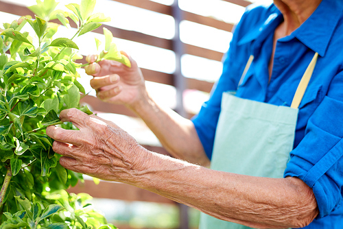 Close up image of wrinkled hands of senior woman caring for plants in garden, copy space