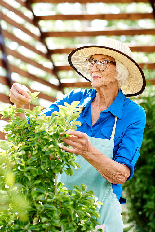 Waist up portrait of smiling senior woman wearing straw hat enjoying gardening