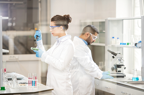 Serious concentrated young female lab chemist with hair bun wearing white coat and rubber gloves standing at desk with glassware and analyzing chemical compounds into petri dish.