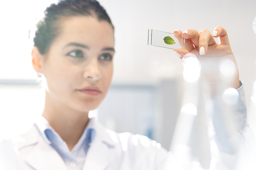 Pensive concentrated young field biologist in lab coat standing in laboratory and holding leaf between glass while performing laboratory analysis