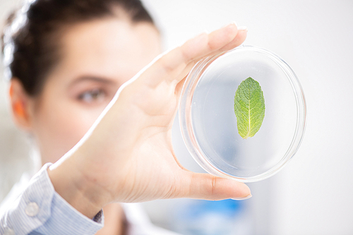 Close-up of young woman scientist holding plant sample while analyzing leaf in Petri dish, she working in laboratory