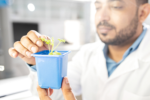 Close-up of busy middle-eastern lab worker checking leaves of seedling in blue pot while doing research in laboratory