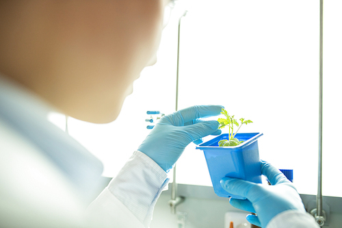 Over shoulder view of female botanist in rubber gloves examining leaves of plant in pot while experimenting with seedling in laboratory