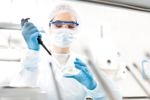 Serious busy young female scientist in disposable cap and gloves using dropper while adding sample into petri dish, she studying microbiological sample