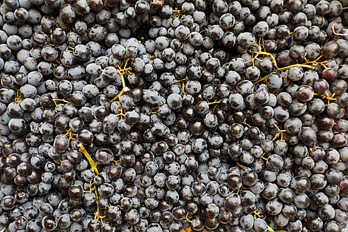 Background image of ripe black grapes laid out for sale at farmers market, copy space