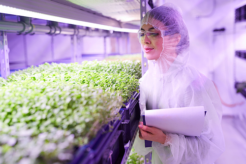 Waist up portrait of female agricultural engineer examining plants in  greenhouse lit by blue light, copy space