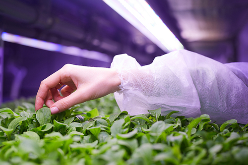 Close up of female hand gently touching young green plants in  greenhouse, agricultural engineering concept, copy space