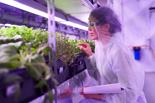 Side view portrait of female agricultural engineer examining plants in  greenhouse lit by blue light, copy space