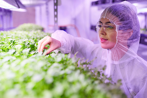 Portrait of female agricultural engineer examining plants in  greenhouse lit by blue light, copy space