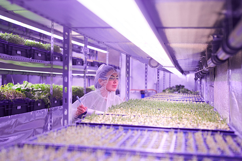 Wide angle portrait of female agricultural engineer examining plants in  greenhouse lit by blue light, copy space