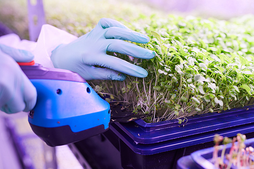 Close up of female agricultural engineer caring for plants in  greenhouse using electric hand tool, copy space