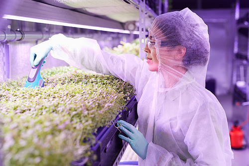 Side view portrait of female agricultural engineer caring for plants in  greenhouse using electric hand tool, copy space