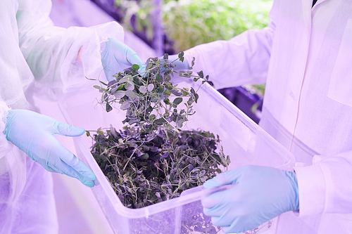 Close up of of two agricultural engineers caring for plants in  greenhouse lit by blue light, copy space