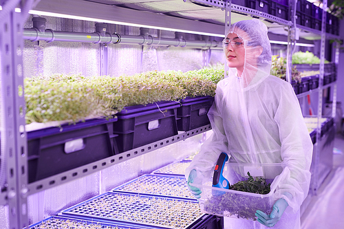 Waist up portrait of female agricultural engineer working in plant  greenhouse lit by blue light, copy space