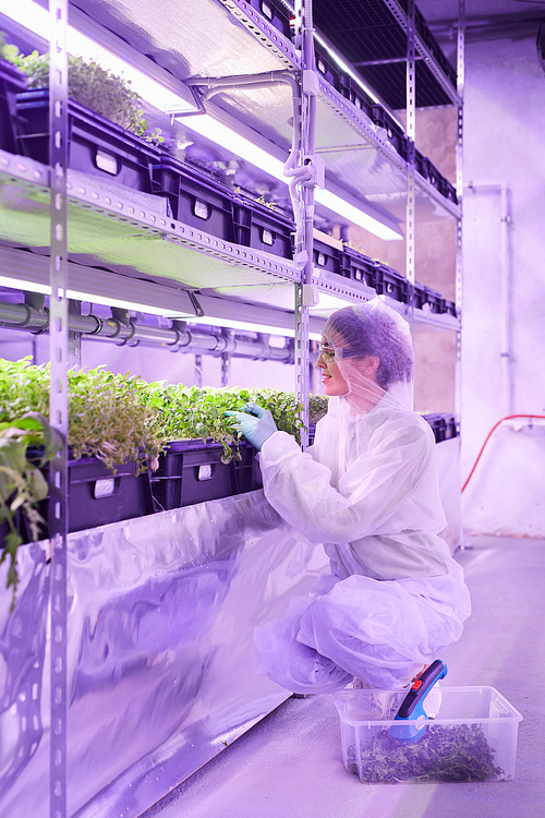 Full length portrait of female agricultural engineer examining plants in  greenhouse lit by blue light, copy space