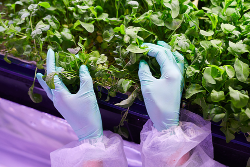 Closeup of gloved female hands gently touching young green plants while examining sprouts in  greenhouse, copy space