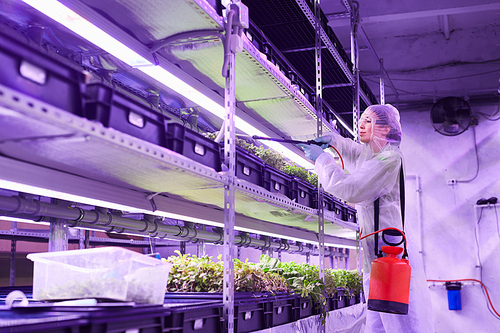 Side view portrait of female agricultural engineer spraying fertilizer while working in plant  greenhouse lit by blue light, copy space