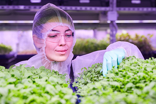 Portrait of female agricultural engineer examining plants while working in  greenhouse lit by blue light, copy space