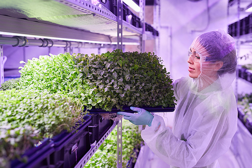 Side view portrait of female plantation worker arranging trays on shelves while working in  greenhouse, copy space