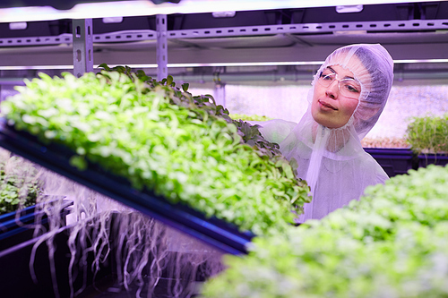 Portrait of female plantation worker arranging trays on shelves in  greenhouse, copy space