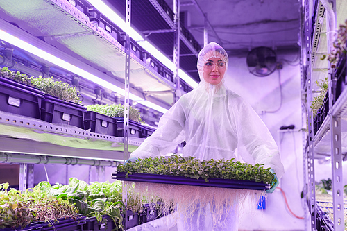 Waist up portrait of female worker holding tray with green sprouts in  greenhouse lit by blue light, copy space