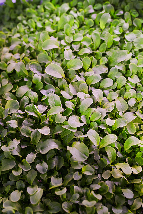 Close up background of tiny green plants growing in  or greenhouse, copy space