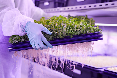 Close up of unrecognizable female worker holding tray with green sprouts in  greenhouse lit by blue light, copy space