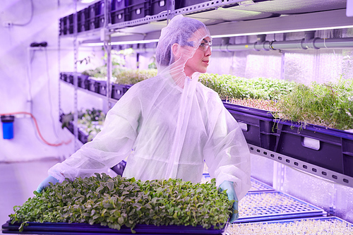 Waist up portrait of female worker holding tray with green sprouts while standing in  greenhouse lit by blue light, copy space