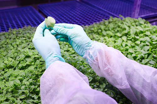 Close up of female hands holding green leaf over sprouts tray in  greenhouse, copy space