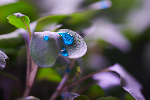 Macro shot of blue liquid drop on green leaf in agricultural greenhouse, copy space