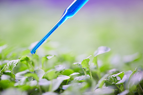 Close up of lab pipette dropping blue liquid on fresh green leaves in plant  greenhouse, copy space