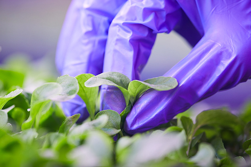 Extreme close up of gloved hand picking fresh green leaves in plant  greenhouse, copy space