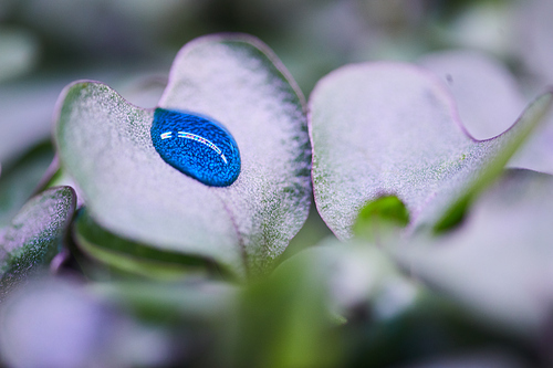 Macro shot background of blue liquid drop on green leaf in agricultural greenhouse, copy space