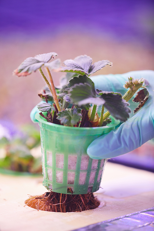 Close up of gloved hand holding potted seedling in  greenhouse, copy space