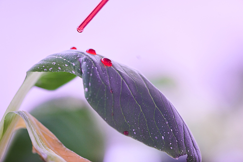 Close up of lab pipette dropping red liquid on fresh green leaves in plant  greenhouse, copy space