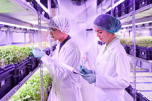 Side view portrait of two young workers taking notes while examining plants in  greenhouse, copy space