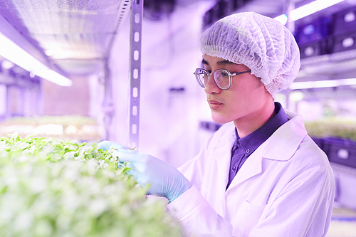 Portrait of Asian young man examining plants while working in  greenhouse, copy space