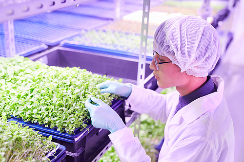 High angle portrait of Asian young man examining plants while working in  greenhouse, copy space