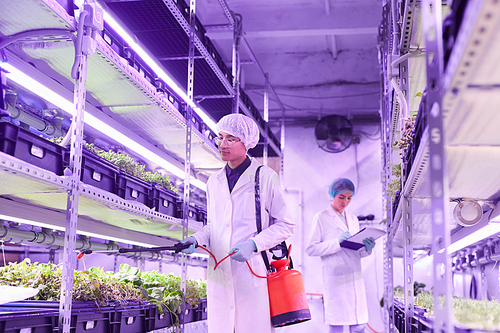 Portrait of two young workers caring for plants in  greenhouse, focus on man spraying fertilizer in foreground, copy space