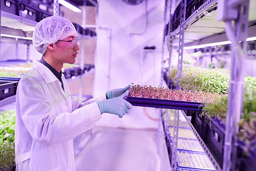 Side view portrait of young agricultural worker arranging trays in  greenhouse, copy space