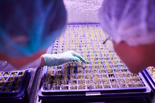 High angle view at two workers examining fresh sprouts in  greenhouse, agriculture and horticulture concept, copy space