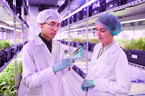 Waist up portrait of two scientists holding glass tube with red liquid while working in agricultural greenhouse, copy space