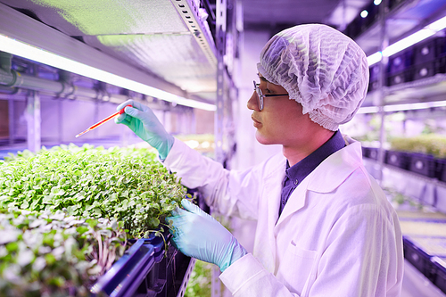 Side view portrait of young technician checking humidity in  greenhouse, copy space