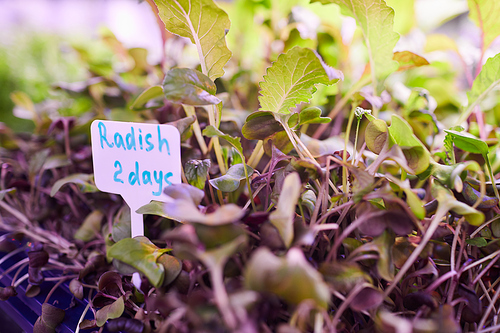 Background image of two days radish sprouts on tray in  greenhouse, copy space