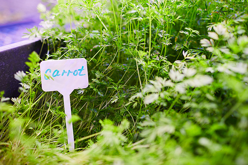 Background image of green carrot sprouts on tray in  greenhouse with sign, copy space