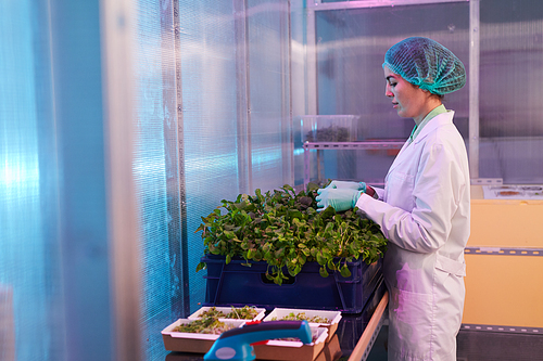 Side view portrait of female worker sorting box of green plants in bio laboratory or  greenhouse, copy space