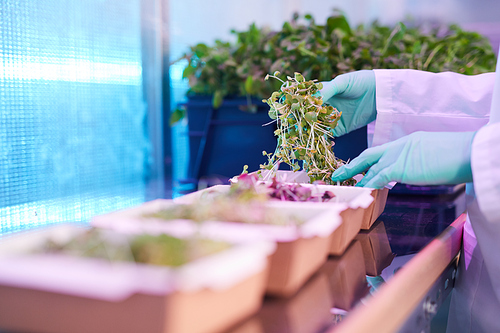 Close up of female worker sorting box of green plants in bio laboratory or  greenhouse, copy space